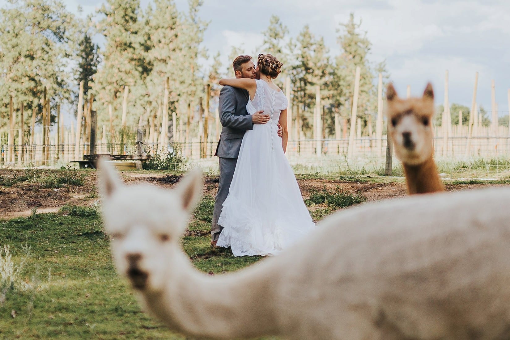 Bottega Farm Inn Wedding Kelowna BC Photographer Alpacas